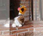 Small #9 Pembroke Welsh Corgi