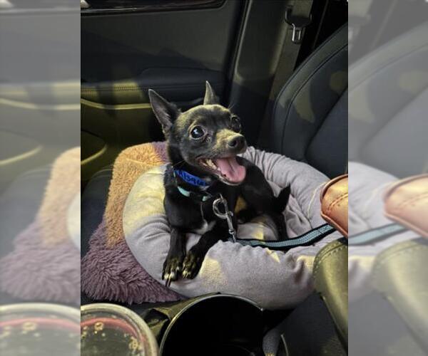 Medium Photo #1 Chihuahua-Unknown Mix Puppy For Sale in Las Vegas, NV, USA