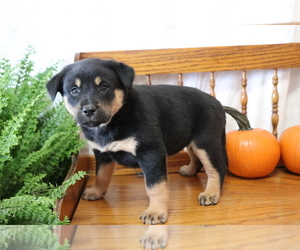 Akita-Labrador Retriever Mix Puppy for sale in SHILOH, OH, USA