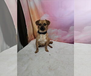 Chihuahua-Unknown Mix Dogs for adoption in Metairie, LA, USA
