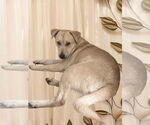 Small #19 Labrador Retriever Mix