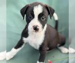 Small #6 Colonial Cocker Spaniel Mix