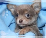 Small #2 Chihuahua