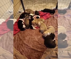 American Pit Bull Terrier Litter for sale in WESTFIELD, PA, USA