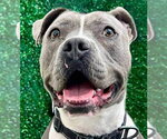 Small #10 American Staffordshire Terrier Mix