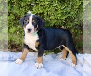 Greater Swiss Mountain Dog Puppy for sale in RONKS, PA, USA