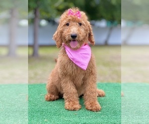 Goldendoodle Puppy for sale in FROSTPROOF, FL, USA
