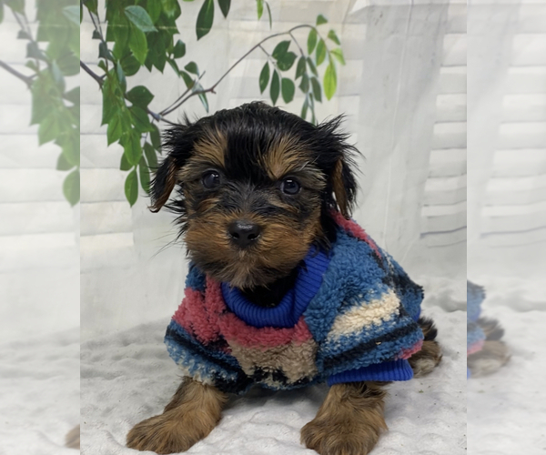 Medium Photo #5 Shorkie Tzu Puppy For Sale in SELLERSBURG, IN, USA
