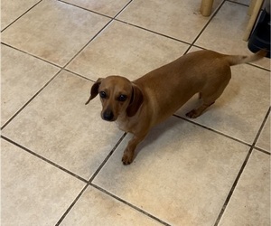 Mother of the Dachshund puppies born on 04/10/2026