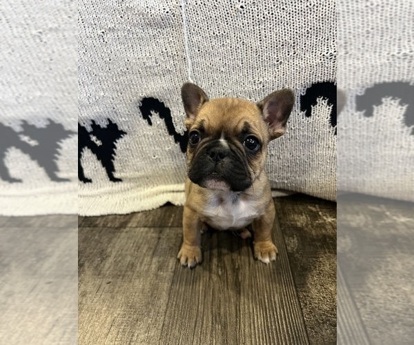 Medium Photo #6 French Bulldog Puppy For Sale in VACAVILLE, CA, USA