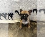 Small Photo #6 French Bulldog Puppy For Sale in VACAVILLE, CA, USA