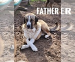 Small Photo #1 Central Asian Shepherd Dog-Kangal Dog Mix Puppy For Sale in EIDSON, TN, USA