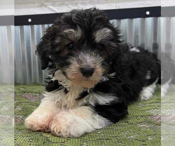 Medium Photo #1 Havanese Puppy For Sale in LANSING, IA, USA