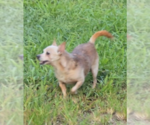Small #1 Chihuahua Mix