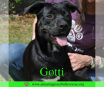 Small #8 Rottweiler-American Pit Bull Terrier
