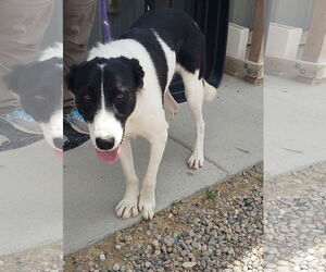 Border Collie-Great Pyrenees Mix Dogs for adoption in PEYTON, CO, USA