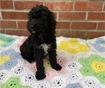 Small Photo #19 Springerdoodle Puppy For Sale in GADSDEN, AL, USA