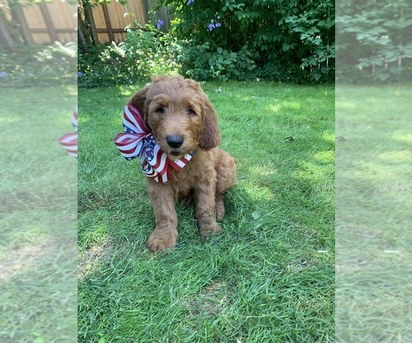 Medium Photo #1 Goldendoodle Puppy For Sale in FAIRWOOD, WA, USA