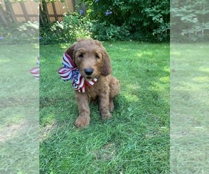 Goldendoodle Puppy for sale in FAIRWOOD, WA, USA