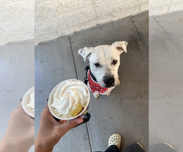 Medium Photo #9 Boxer-Dalmatian Mix Puppy For Sale in Chandler, AZ, USA