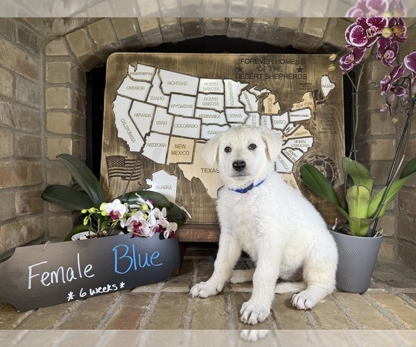 Medium Photo #25 German Shepherd Dog Puppy For Sale in GARDEN CITY, TX, USA