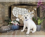 Small Photo #25 German Shepherd Dog Puppy For Sale in GARDEN CITY, TX, USA