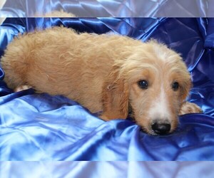 Goldendoodle Puppy for sale in BLOOMINGTON, IN, USA