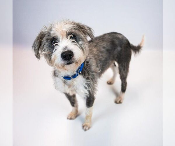 Medium Photo #6 Poodle (Miniature)-Unknown Mix Puppy For Sale in Kennesaw, GA, USA