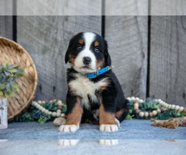 Medium Photo #19 Bernese Mountain Dog Puppy For Sale in SHREVE, OH, USA