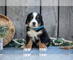 Small Photo #19 Bernese Mountain Dog Puppy For Sale in SHREVE, OH, USA