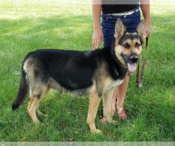 Medium Photo #4 German Shepherd Dog Puppy For Sale in LORE CITY, OH, USA