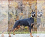 Small Photo #1 Doberman Pinscher Puppy For Sale in CLOTHIER, WV, USA