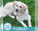 Small #4 Golden Pyrenees