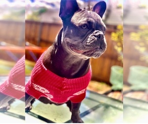 French Bulldog Puppy for sale in PLANO, TX, USA