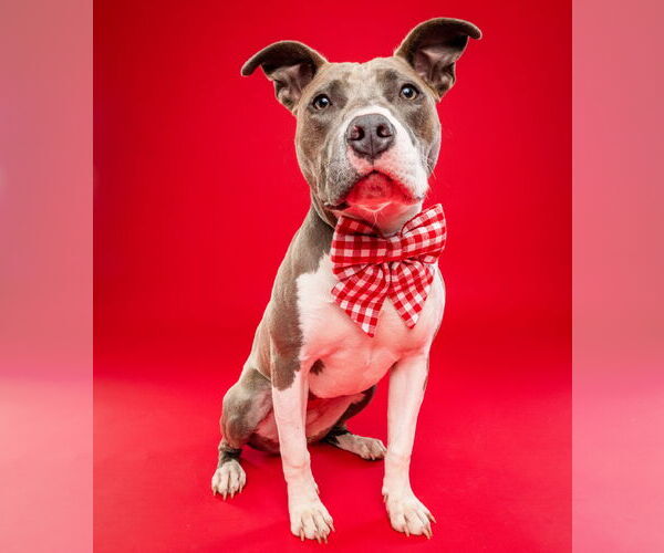 Medium Photo #4 American Pit Bull Terrier-Unknown Mix Puppy For Sale in Derwood, MD, USA