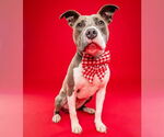 Small #3 American Pit Bull Terrier Mix