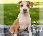 Small #12 Staffordshire Bull Terrier Mix