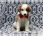 Small Photo #2 Australian Shepherd Puppy For Sale in LAKELAND, FL, USA