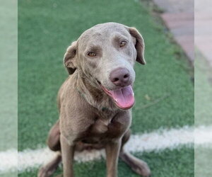 Labrador Retriever Dogs for adoption in Sugar Land, TX, USA