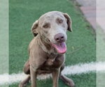 Small Labrador Retriever