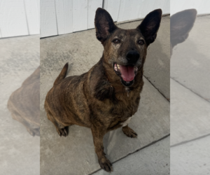 Elise - Female Holland Shepherd-Unknown Mix Dog for Adoption - Photo #3