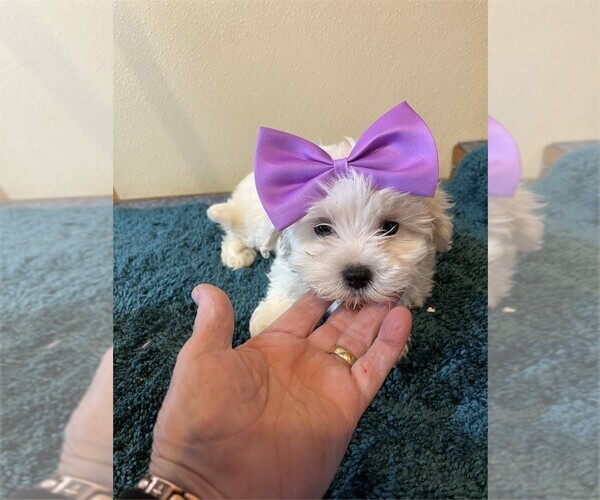 Medium Photo #19 Maltese Puppy For Sale in PEMBROKE PINES, FL, USA