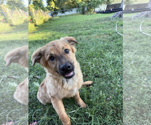 Medium Photo #3 German Shepherd Dog-Great Pyrenees Mix Puppy For Sale in Columbus, IN, USA