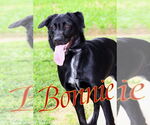Small #2 Labrador Retriever