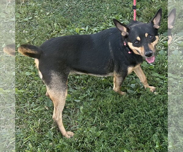 Medium Photo #8 Miniature Pinscher-Unknown Mix Puppy For Sale in Batavia, OH, USA