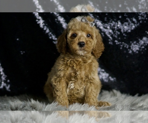 Medium Photo #31 Goldendoodle (Miniature) Puppy For Sale in WARSAW, IN, USA