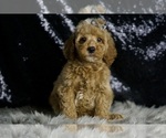 Small #1 Goldendoodle (Miniature)