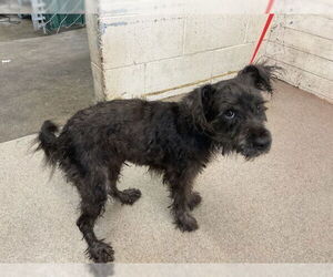 Poodle (Standard)-Unknown Mix Dogs for adoption in San Bernardino, CA, USA