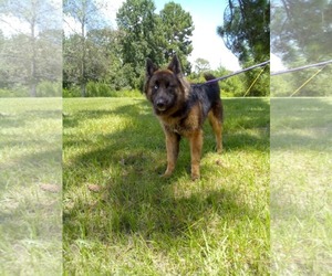 German Shepherd Dog Dogs for adoption in LOGANVILLE, GA, USA