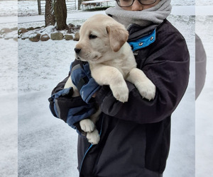Labrador Retriever Puppy for Sale in APPLE CREEK, Ohio USA